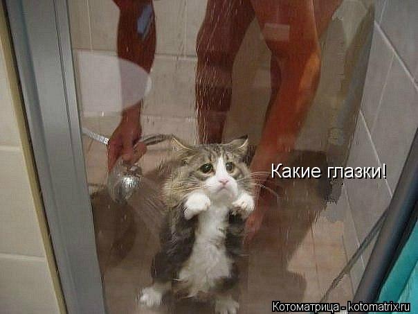 Какие глазки!... Котоматрица: Какие глазки!