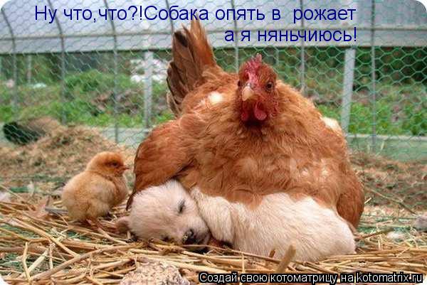 Ну что,что?!Собака опять в рожает а я няньчиюсь!... Котоматрица: Ну что,что?!Собака опять в рожает а я няньчиюсь!