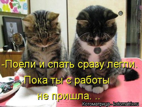 -Поели и спать сразу легли. Пока ты с работы не пришла. ..... Котоматрица: -Поели и спать сразу легли. Пока ты с работы не пришла. ..