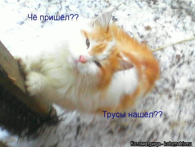 Чё пришёл?? Трусы нашёл??... Котоматрица: Чё пришёл?? Трусы нашёл??