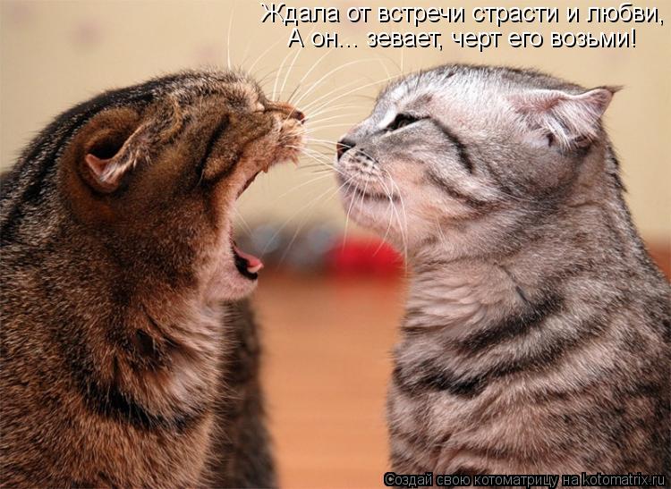 Ждала от встречи страсти и любви, А он... зевает, черт его возьми!... Котоматрица: Ждала от встречи страсти и любви, А он... зевает, черт его возьми!