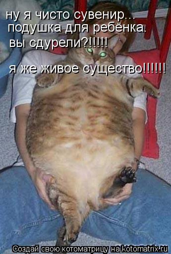 ну я чисто сувенир... подушка для ребёнка. вы сдурели?!!!!! я же живое существо!!!!!!... Котоматрица: ну я чисто сувенир... подушка для ребёнка. вы сдурели?!!!!! я же живое существо!!!!!!