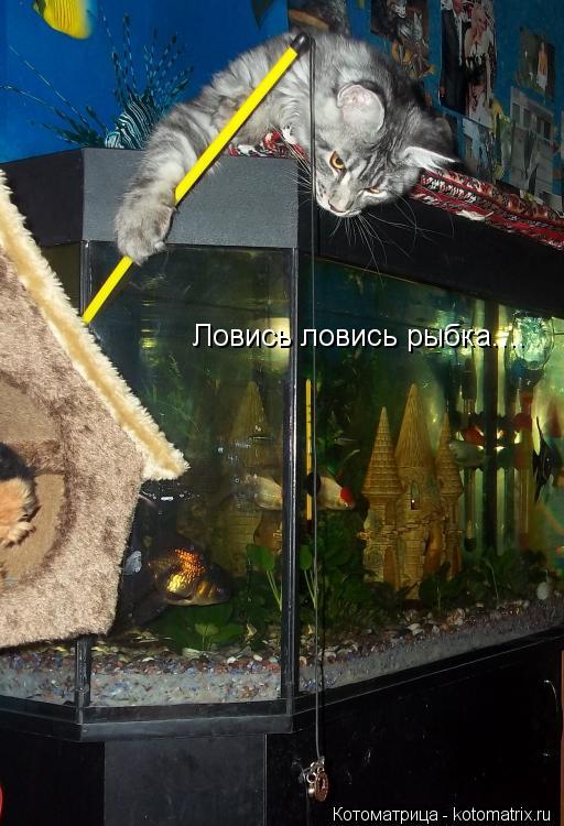 Ловись ловись рыбка....... Котоматрица: Ловись ловись рыбка....