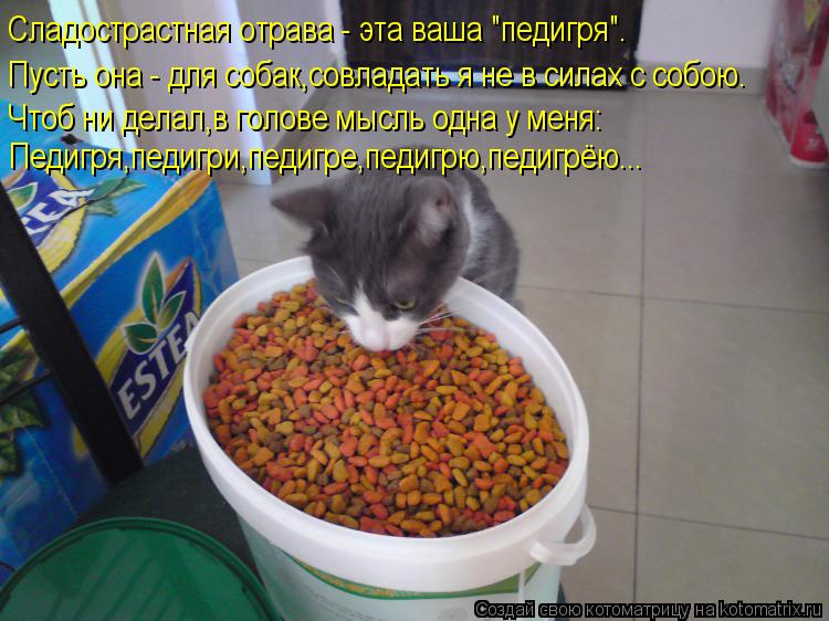 Сладострастная отрава - эта ваша "педигря". Пусть она - для собак,совладать я не в силах с собою. Что... Котоматрица: Сладострастная отрава - эта ваша "педигря". Пусть она - для собак,совладать я не в силах с собою. Чтоб ни делал,в голове мысль одна у меня: Педи