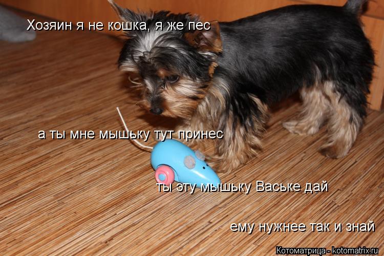 ты эту мышьку Ваське дай а ты мне мышьку тут принес Хозяин я не кошка, я же пес ему нужнее так и зна... Котоматрица: ты эту мышьку Ваське дай а ты мне мышьку тут принес Хозяин я не кошка, я же пес ему нужнее так и знай