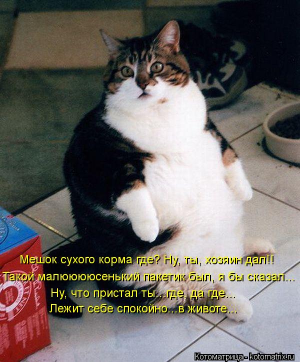 Мешок сухого корма где? Ну, ты, хозяин дал!! Такой малююююсенький пакетик был, я бы сказал... Ну, чт... Котоматрица: Мешок сухого корма где? Ну, ты, хозяин дал!! Такой малююююсенький пакетик был, я бы сказал... Ну, что пристал ты...где, да где... Лежит себе спокой