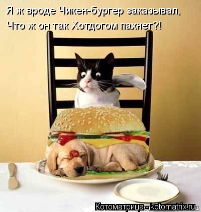 Я ж вроде Чикен-бургер заказывал, Что ж он так Хотдогом пахнет?!... Котоматрица: Я ж вроде Чикен-бургер заказывал, Что ж он так Хотдогом пахнет?!