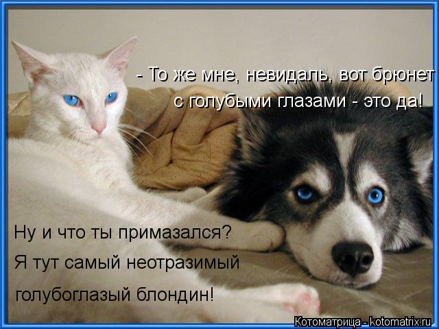 Ну и что ты примазался? Я тут самый неотразимый с голубыми глазами - это да! - То же мне, невидаль,... Котоматрица: Ну и что ты примазался? Я тут самый неотразимый с голубыми глазами - это да! - То же мне, невидаль, вот брюнет голубоглазый блондин!
