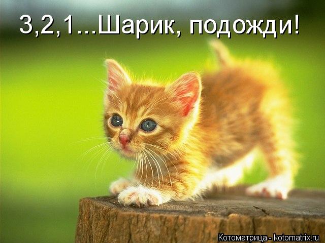 3,2,1...Шарик, подожди!... Котоматрица: 3,2,1...Шарик, подожди!