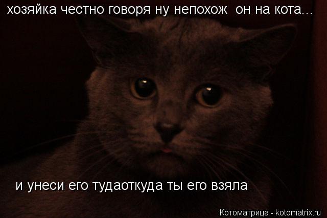 хозяйка честно говоря ну непохож он на кота... и унеси его тудаоткуда ты его взяла... Котоматрица: хозяйка честно говоря ну непохож он на кота... и унеси его тудаоткуда ты его взяла