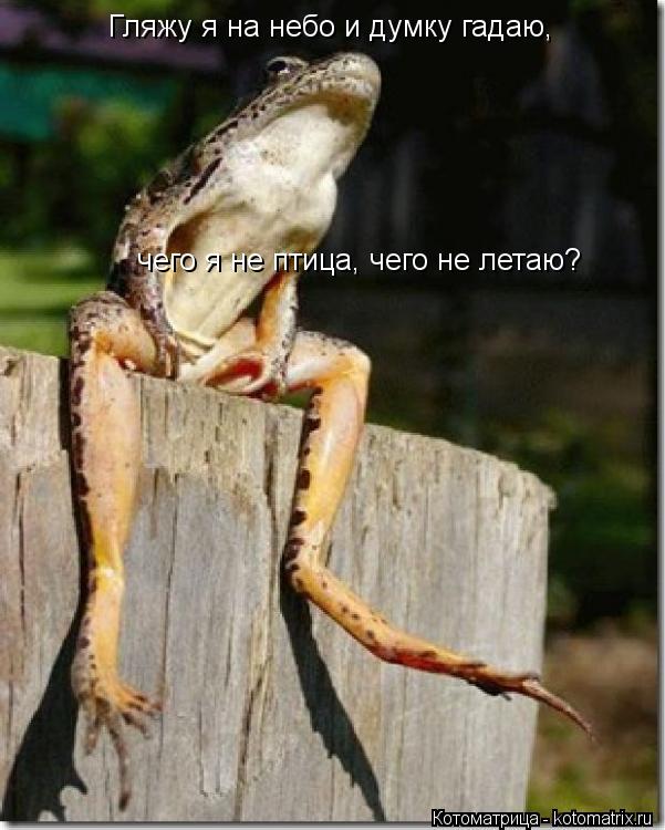 чего я не птица, чего не летаю? Гляжу я на небо и думку гадаю,... Котоматрица: чего я не птица, чего не летаю? Гляжу я на небо и думку гадаю,