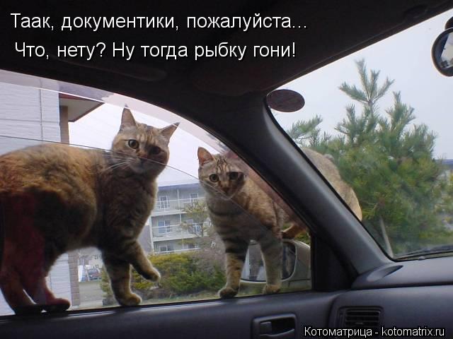 Таак, документики, пожалуйста... Что, нету? Ну тогда рыбку гони!... Котоматрица: Таак, документики, пожалуйста... Что, нету? Ну тогда рыбку гони!