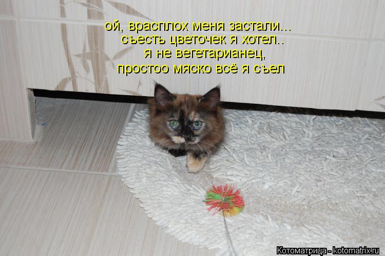 ой, врасплох меня застали... съесть цветочек я хотел.. съесть цветочек я хотел.. я не вегетарианец, п... Котоматрица: ой, врасплох меня застали... съесть цветочек я хотел.. съесть цветочек я хотел.. я не вегетарианец, простоо мяско всё я съел