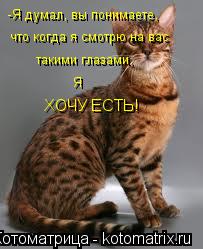 Котоматрица: -Я думал, вы понимаете, что когда я смотрю на вас такими глазами, Я ХОЧУ ЕСТЬ!