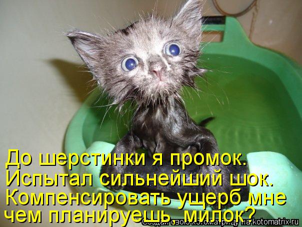 До шерстинки я промок. Испытал сильнейший шок. Компенсировать ущерб мне чем планируешь, милок?... Котоматрица: До шерстинки я промок. Испытал сильнейший шок. Компенсировать ущерб мне чем планируешь, милок?
