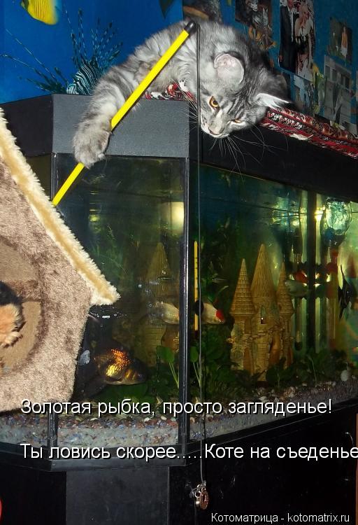 Золотая рыбка, просто загляденье! Ты ловись скорее.....Коте на съеденье.... Ты ловись скорее.....Кот... Котоматрица: Золотая рыбка, просто загляденье! Ты ловись скорее.....Коте на съеденье.... Ты ловись скорее.....Коте на съеденье....