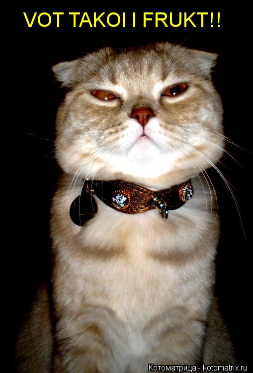 VOT TAKOI I FRUKT!!... Котоматрица: VOT TAKOI I FRUKT!!