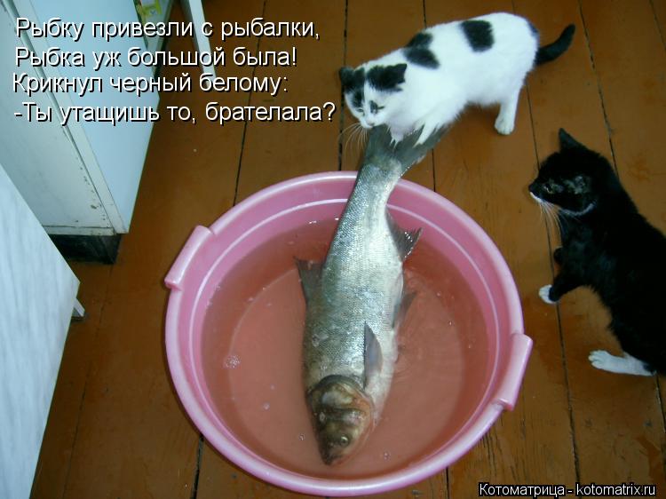 Рыбку привезли с рыбалки, Рыбка уж большой была! Крикнул черный белому: -Ты утащишь то, брателала?... Котоматрица: Рыбку привезли с рыбалки, Рыбка уж большой была! Крикнул черный белому: -Ты утащишь то, брателала?