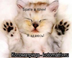 Брите в плен! Я здаюсь!... Котоматрица: Брите в плен! Я здаюсь!