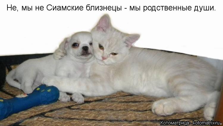 Не, мы не Сиамские близнецы - мы родственные души.... Котоматрица: Не, мы не Сиамские близнецы - мы родственные души.