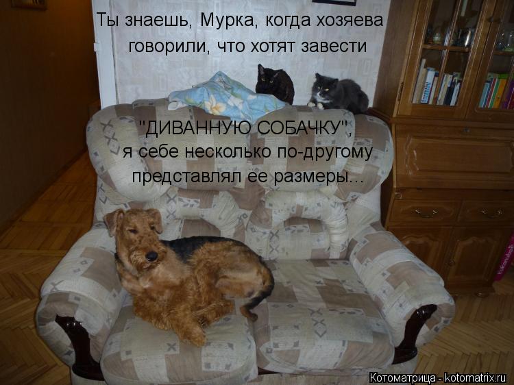 Ты знаешь, Мурка, когда хозяева говорили, что хотят завести "ДИВАННУЮ СОБАЧКУ", я себе несколько по-д... Котоматрица: Ты знаешь, Мурка, когда хозяева говорили, что хотят завести "ДИВАННУЮ СОБАЧКУ", я себе несколько по-другому представлял ее размеры...