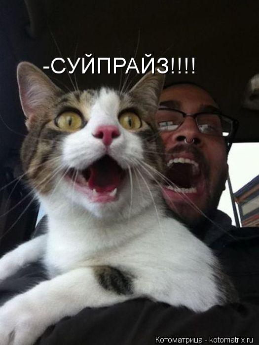 -СУЙПРАЙЗ!!!!... Котоматрица: -СУЙПРАЙЗ!!!!