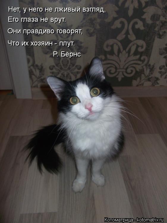 Нет, у него не лживый взгляд, Его глаза не врут. Они правдиво говорят, Что их хозяин - плут. Р. Б... Котоматрица: Нет, у него не лживый взгляд, Его глаза не врут. Они правдиво говорят, Что их хозяин - плут. Р. Бёрнс