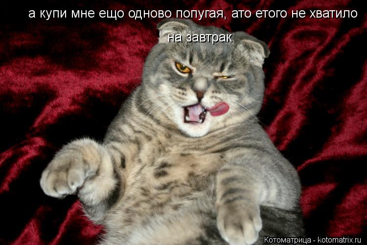 а купи мне ещо одново попугая, ато етого не хватило на завтрак... Котоматрица: а купи мне ещо одново попугая, ато етого не хватило на завтрак