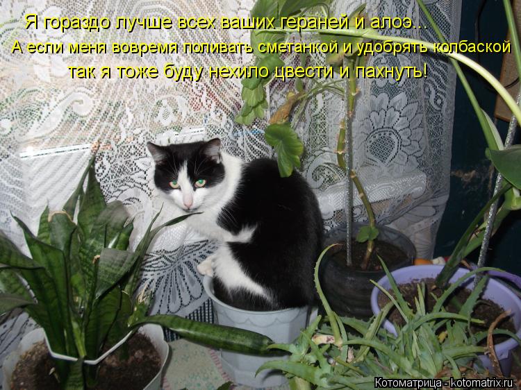 Я гораздо лучше всех ваших гераней и алоэ... А если меня вовремя поливать сметанкой и удобрять колбас... Котоматрица: Я гораздо лучше всех ваших гераней и алоэ... А если меня вовремя поливать сметанкой и удобрять колбаской так я тоже буду нехило цвести и пахн