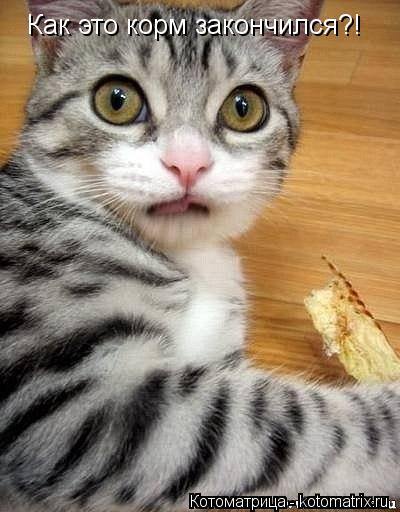 Котоматрица: Как это корм закончился?!