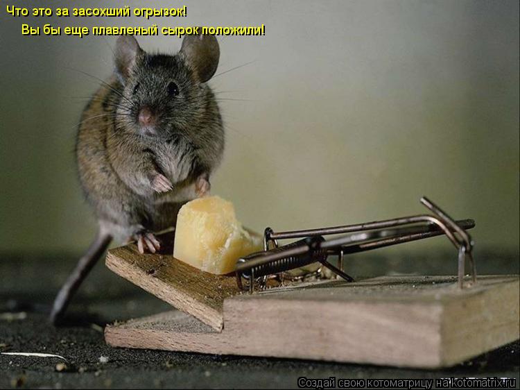 Котоматрица: Что это за засохший огрызок! Вы бы еще плавленый сырок положили!