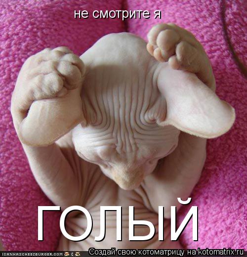 не смотрите я ГОЛЫЙ... Котоматрица: не смотрите я ГОЛЫЙ