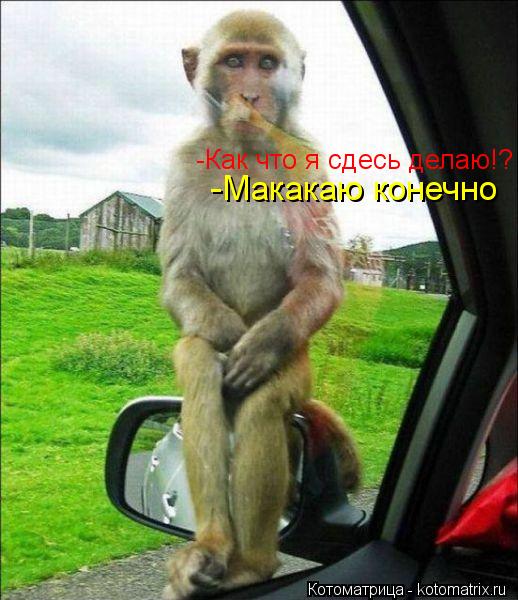 -Как что я сдесь делаю!? -Макакаю конечно... Котоматрица: -Как что я сдесь делаю!? -Макакаю конечно