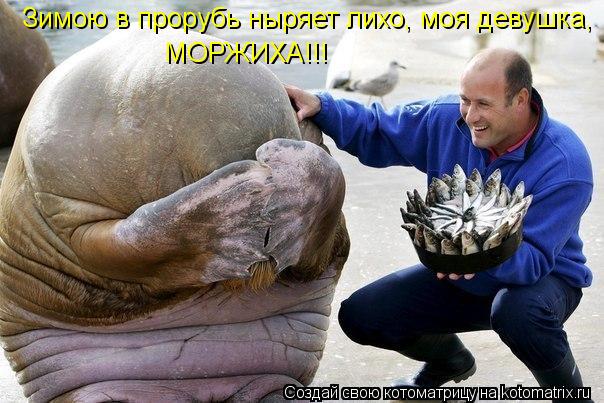 Зимою в прорубь ныряет лихо, моя девушка, МОРЖИХА!!!... Котоматрица: Зимою в прорубь ныряет лихо, моя девушка, МОРЖИХА!!!