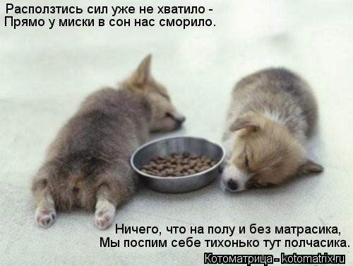 Расползтись сил уже не хватило - Прямо у миски в сон нас сморило. Ничего, что на полу и без матрасика... Котоматрица: Расползтись сил уже не хватило - Прямо у миски в сон нас сморило. Ничего, что на полу и без матрасика, Мы поспим себе тихонько тут полчасика.