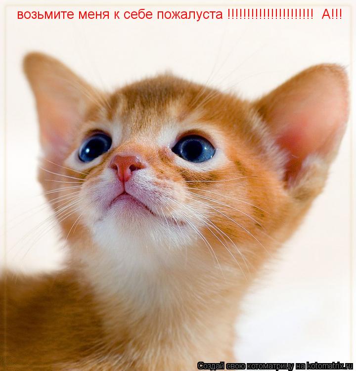 возьмите меня к себе пожалуста !!!!!!!!!!!!!!!!!!!!!! А!!!... Котоматрица: возьмите меня к себе пожалуста !!!!!!!!!!!!!!!!!!!!!! А!!!