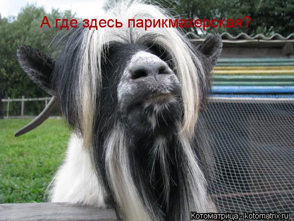 А где здесь парикмахерская?... Котоматрица: А где здесь парикмахерская?