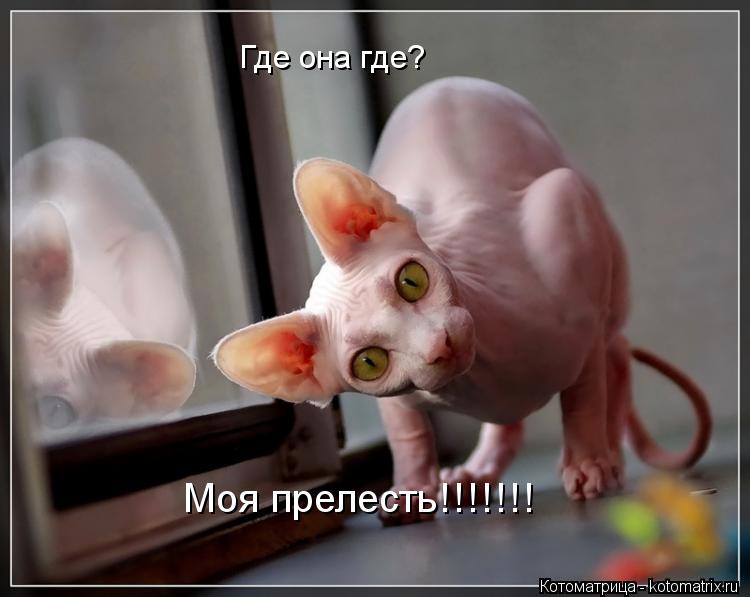 Где она где? Моя прелесть!!!!!!!... Котоматрица: Где она где? Моя прелесть!!!!!!!