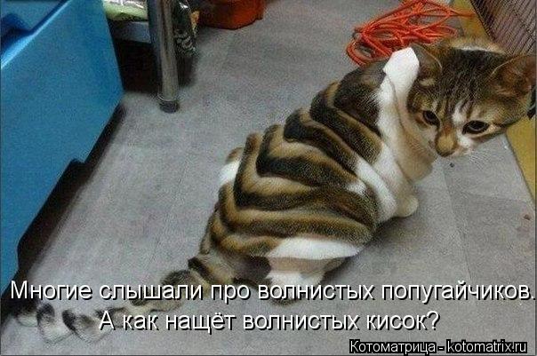 Многие слышали про волнистых попугайчиков. А как нащёт волнистых кисок?... Котоматрица: Многие слышали про волнистых попугайчиков. А как нащёт волнистых кисок?
