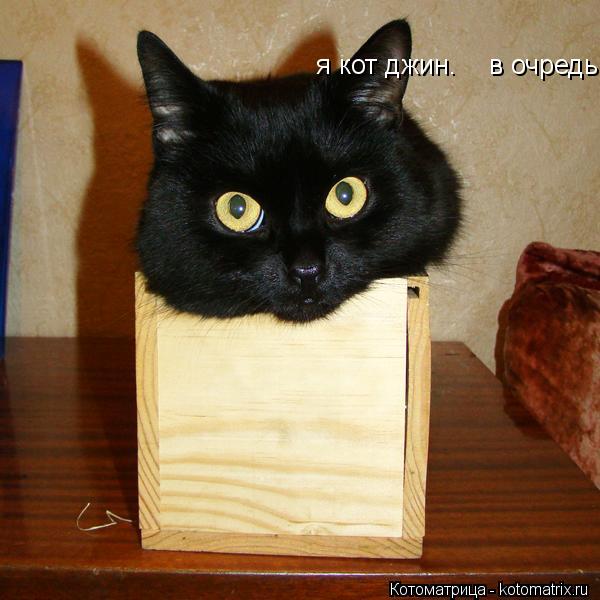 я кот джин. в очредь!... Котоматрица: я кот джин. в очредь!