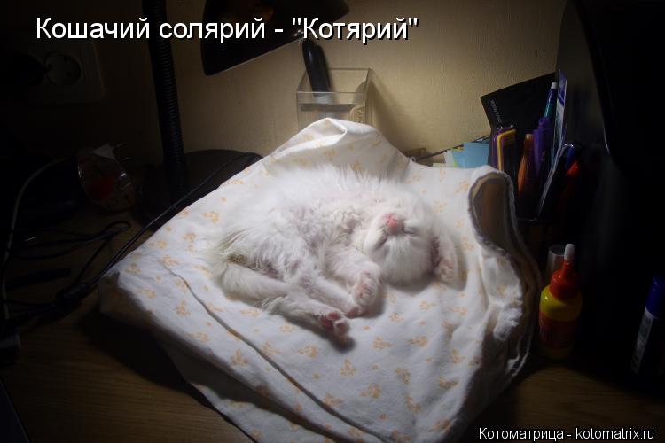 Котоматрица: Кошачий солярий - "Котярий"