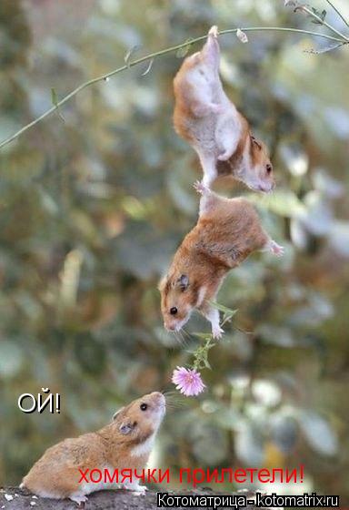 Котоматрица: ОЙ! хомячки прилетели!