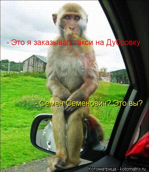 - Это я заказывал такси на Дубровку - Семен Семенович? Это вы?... Котоматрица: - Это я заказывал такси на Дубровку - Семен Семенович? Это вы?