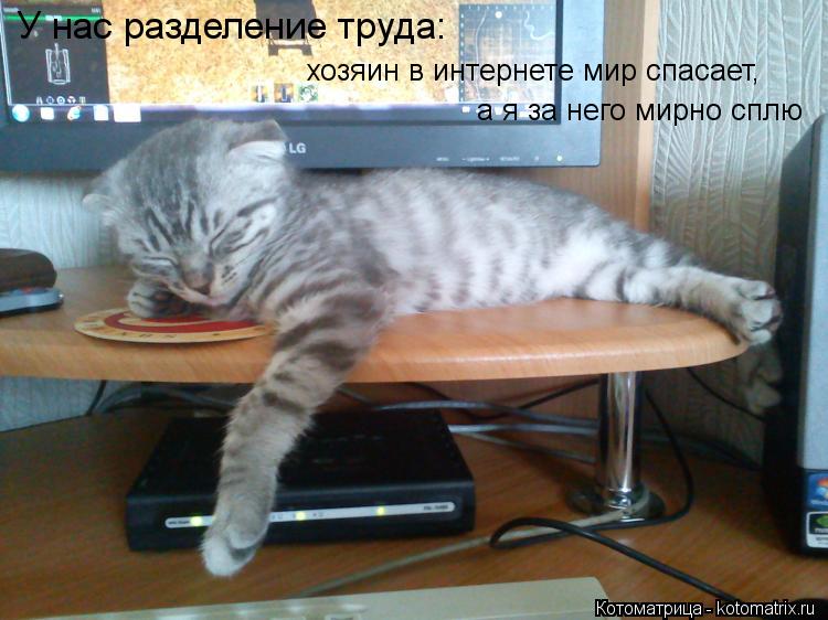 У нас разделение труда: хозяин в интернете мир спасает, а я за него мирно сплю... Котоматрица: У нас разделение труда: хозяин в интернете мир спасает, а я за него мирно сплю