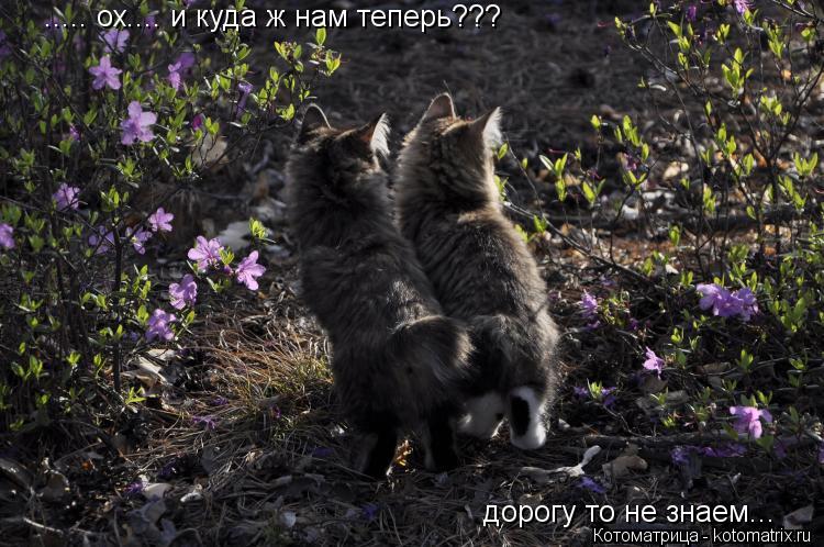 ..... ох.... и куда ж нам теперь??? дорогу то не знаем...... Котоматрица: ..... ох.... и куда ж нам теперь??? дорогу то не знаем...