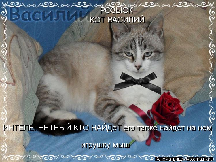 РОЗЫСК КОТ ВАСИЛИЙ игрушку мыш ИНТЕЛЕГЕНТНЫЙ КТО НАЙДеТ его тагже найдет на нем ИНТЕЛЕГЕНТНЫЙ КТО НАЙ... Котоматрица: РОЗЫСК КОТ ВАСИЛИЙ игрушку мыш ИНТЕЛЕГЕНТНЫЙ КТО НАЙДеТ его тагже найдет на нем ИНТЕЛЕГЕНТНЫЙ КТО НАЙДеТ его тагже найдет на нем