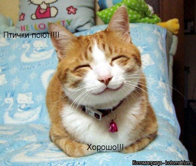 Котоматрица: Птички поют!!!! Хорошо!!!