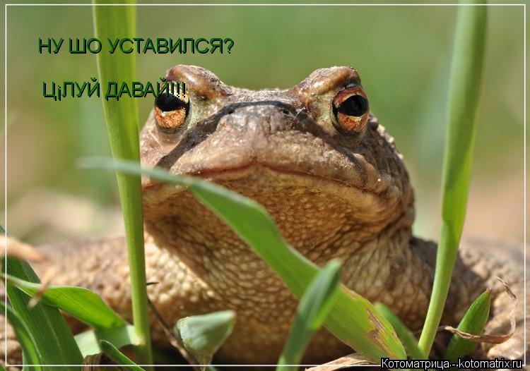 НУ ШО УСТАВИЛСЯ? ЦЁЛУЙ ДАВАЙ!!!... Котоматрица: НУ ШО УСТАВИЛСЯ? ЦЁЛУЙ ДАВАЙ!!!
