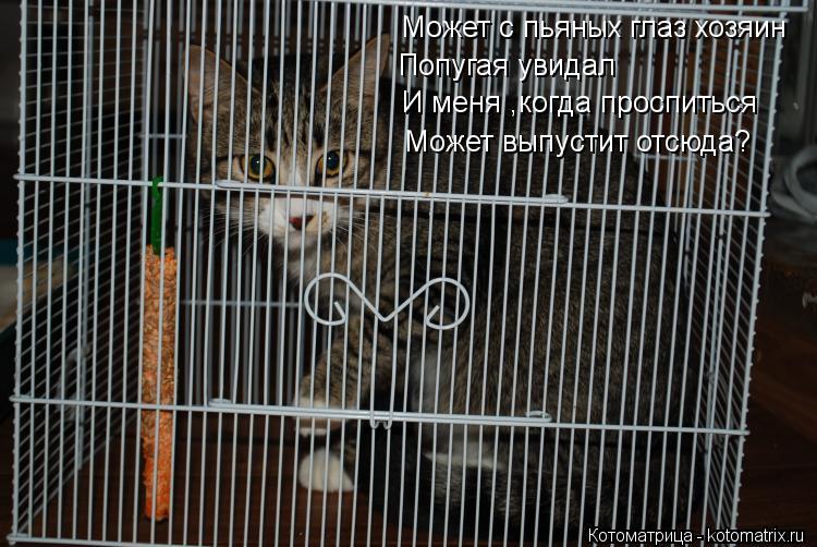 Может с пьяных глаз хозяин Попугая увидал И меня ,когда проспиться Может выпустит отсюда?... Котоматрица: Может с пьяных глаз хозяин Попугая увидал И меня ,когда проспиться Может выпустит отсюда?