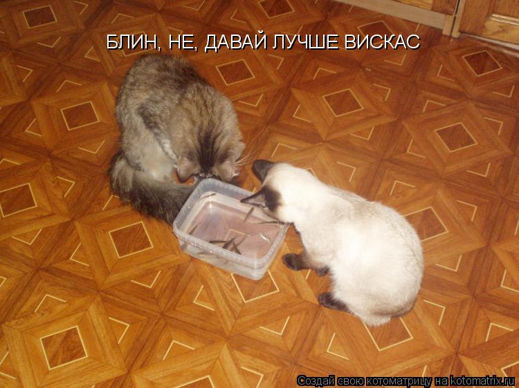 БЛИН, НЕ, ДАВАЙ ЛУЧШЕ ВИСКАС... Котоматрица: БЛИН, НЕ, ДАВАЙ ЛУЧШЕ ВИСКАС